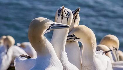 hth-北汽男篮今日迎战四川 新援麦基表现受期待