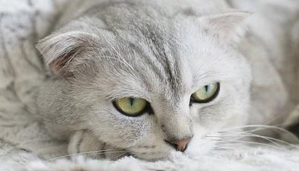 华体会体育app-法甲前瞻|巴黎3-0里尔：三冠王之后，大巴黎三线全崩？